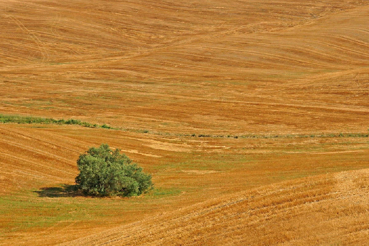 Tra arte e paesaggi unici: Peccioli diventa un museo a cielo aperto nella Valdera