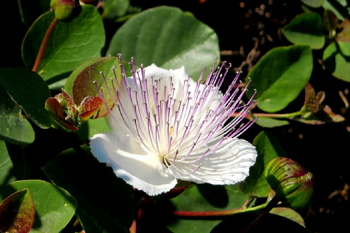 Coltivazione dei capperi resistenti: prosperano tra muri a secco, sole intenso e poca acqua