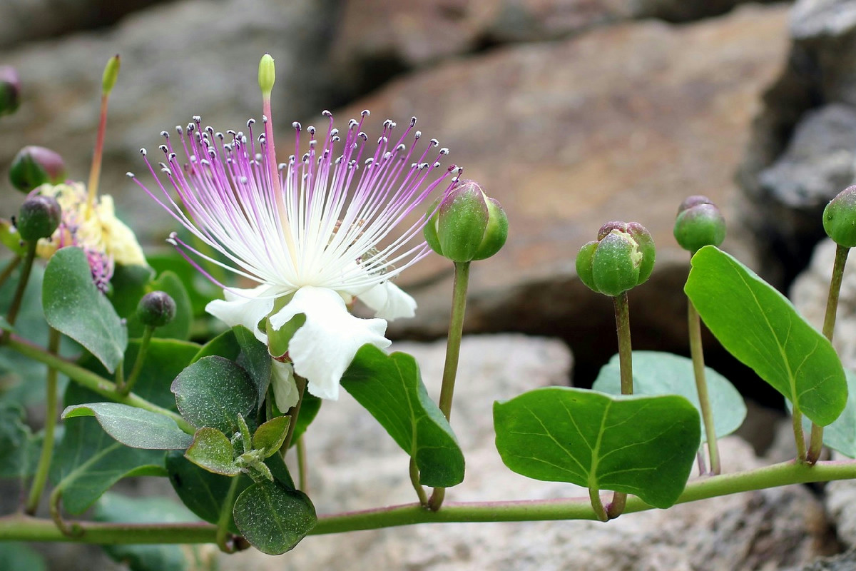 Coltivazione dei capperi resistenti: prosperano tra muri a secco, sole intenso e poca acqua