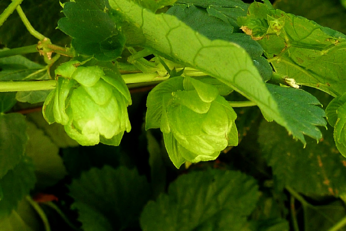 Cosa cresce sul balcone: il luppolo rampicante che regala frescura e snellezza estiva