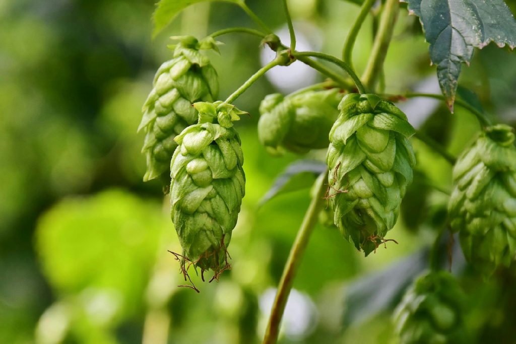 Cosa cresce sul balcone: il luppolo rampicante che regala frescura e snellezza estiva