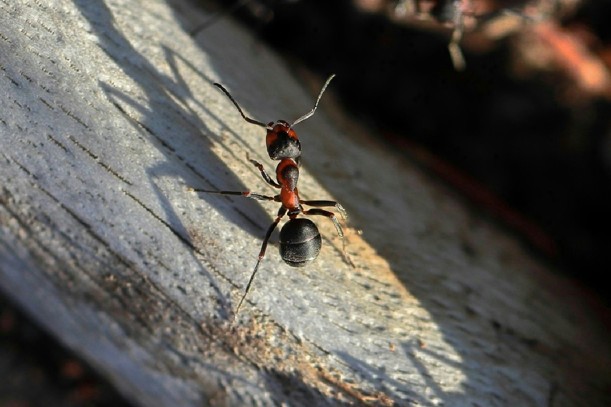Ecco il rimedio naturale per tenere lontane le formiche dalla casa senza usare sostanze chimiche