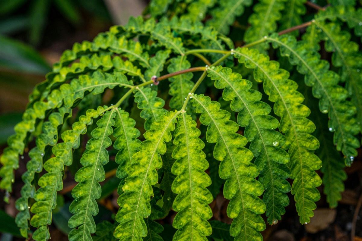 Generazione in corso: il trucco per far crescere rami lunghi di senecio e incantare in giardino