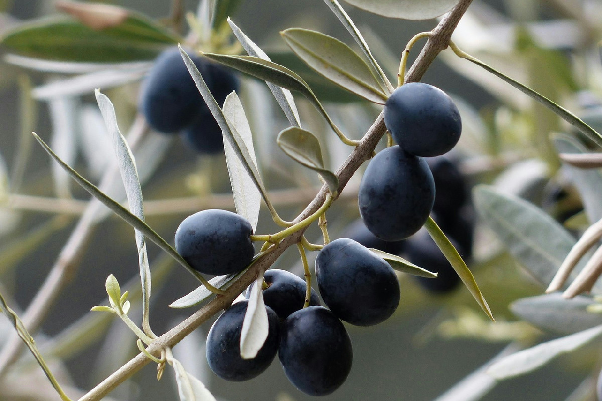 Il segreto per aumentare fiori e olive nell’ulivo con cure stagionali semplici ed efficaci