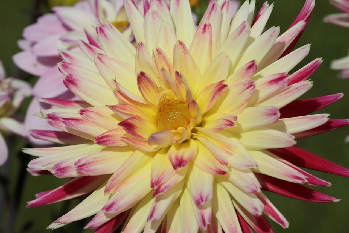 Il segreto per avere ortensie rigogliose e fiorite utilizzando un elemento fondamentale