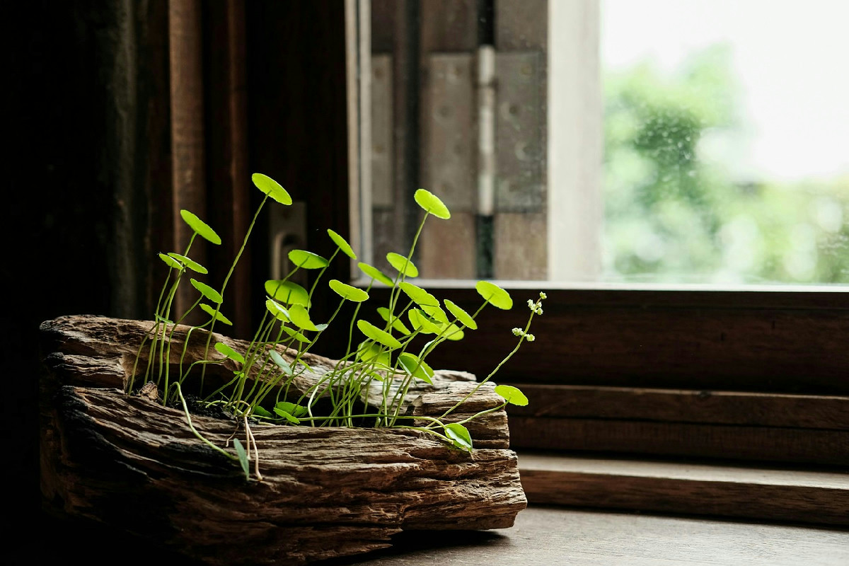 Il segreto per coltivare germogli freschi e ricchi di vitamine in cucina in soli 5 giorni senza terra